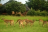 Resident herd of impala