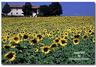 Umbrian sunflower fields