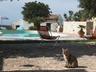 Click to enlarge Typical ancient villa in Sicily with swimming pool for rent in Sicily,Sicily