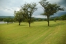 Marula trees on KPL estate