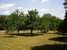 The orchard