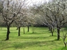 The orchard