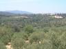 Views of olive groves and the White Mountains