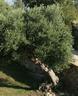 Olive tree in garden