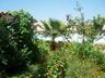 glimpse of the pool through flowers and shrubs