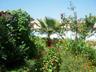 glimpse of the pool through flowers and shrubs