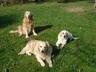 Darcy, Bingley and Lizzie - 3 permanent residents