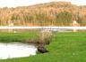 View of Pond from back deck (note beaver)