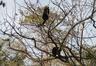 Howler Monkeys in the trees are daily visitors