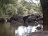 The lake at pura jungla is full during the green season