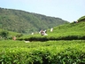 Tea Plantation