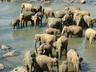 Elephant Orphanage