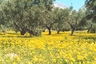 The olive groves around the villa