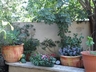 A view of some of the garden plants.