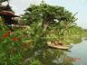 Click to enlarge Thai styled teak wood houses in peaceful countryside in Nong Suea,Pathum Thani