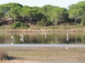in the protected ponds near by you can see pink flamencos