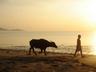 Traditional Thai setting with buffalo enjoying a beach walk