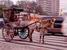 Hire a Horse and buggy of the area